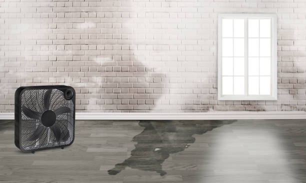 Best Carpet water damage restoration  in Keowee Key, SC